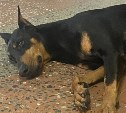 Полицейские нашли добермана на улице в Южно-Сахалинске и теперь ищут ему хозяев