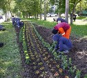 Газоны вдоль ул. Пуркаева в Южно-Сахалинске украсят новые клумбы 