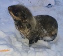 Тюлень-солдат: заблудившийся котик на Сахалине проявил необычное поведение при спасении