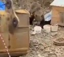 Медведица с тремя медвежатами наделали шума, предположительно, на разрезе в Углегорске