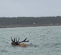 На Сахалине запечатлели плывущего по морю в снег изюбра