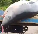 Всё-таки Сахалин: рыбаки обсуждают вылов огромной акулы на Дальнем Востоке