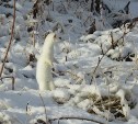Забавное из Северо-Курильска: фотосессия двух самых очаровательных горностаев