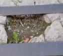 Прокуратура Томаринского района проверит жалобы жителей на состояние виадука