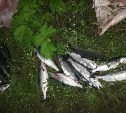 На Сахалине усилят охрану базовых нерестовых рек от браконьеров
