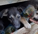 Щенки в Южно-Сахалинске оказались под завалами разрушенного дома 