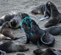 Сахалинские спасатели освободили 112 морских котиков от пластиковых травмирующих "ошейников"