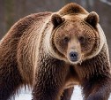 Медведь убил человека в вахтовом посёлке на Камчатке