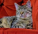 Гороскоп на 24 сентября: Рак занимается ничегонеделаньем, а Лев командует