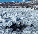 Сахалинские активисты "Друзья Океана" готовят обращение в МИД РФ, чтобы спасти косаток у границ Японии