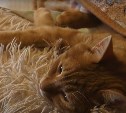 Крупный пожар на Сахалине: как сейчас дела у приюта "Пес и кот" и кто усыновил питомцев