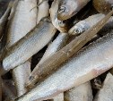 Жительнице Поронайска может грозить лишение свободы за покупку корюшки у браконьеров