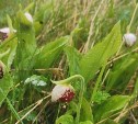 Сахалинец нашел редкие и очень красивые "Башмачки" у реки Лазовой