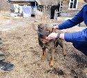 Щенок грел замерзающего в лесу на Дальнем Востоке мальчика всю ночь и спас ему жизнь