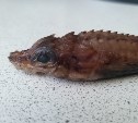 Сахалинцы внутри купленного в магазине кальмара обнаружили странное существо