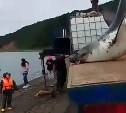 Поймавший огромную акулу сахалинец разделал её на мясо