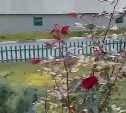 В Южно-Сахалинске вандал уничтожил сад роз, победивший в конкурсе "Цветущий Южный"